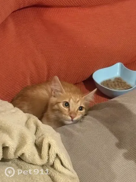 Perdido gato masculino, Carrer General Prim, 24, Alicante - naranja y muy tímido - photo