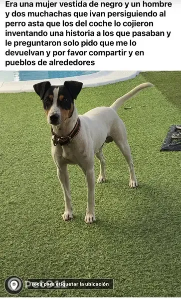 Perdido perro macho, Diseminado Diseminados, 1261, Lucena - bodeguero andaluz blanco y negro - photo