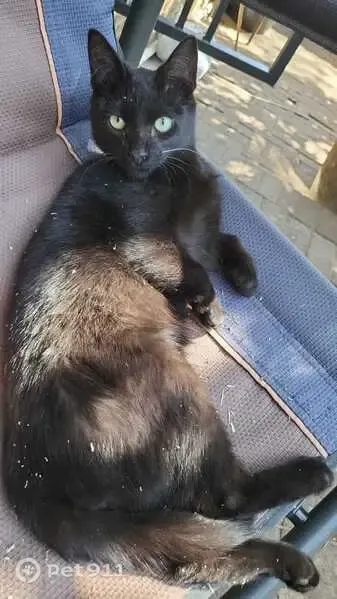 Lost cat, Bergbos Avenue, 14, Rustenburg - black cat with disabled legs - photo