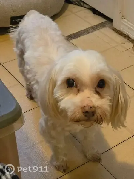 Lost dog, Branch Lane, 25584, Eagle Rock, Kansas City - white, timid, hard of hearing - photo