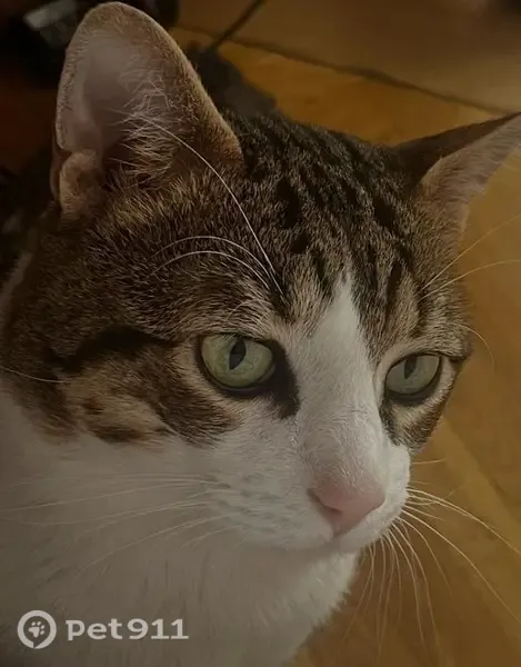Perdido gato macho, Plaza de Sepúlveda, 16, Alcalá de Henares - ojos verdes, muy cariñoso - photo