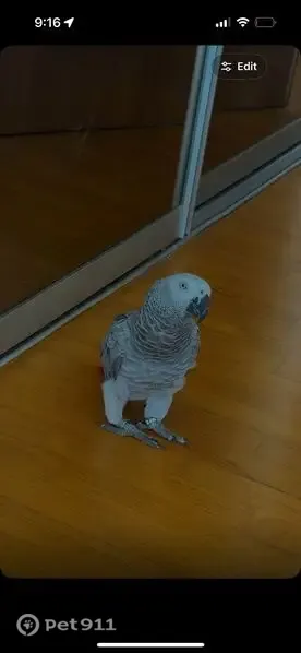 Lost bird, Singapore 828841, Hougang - grey and white feathers, red tail - photo