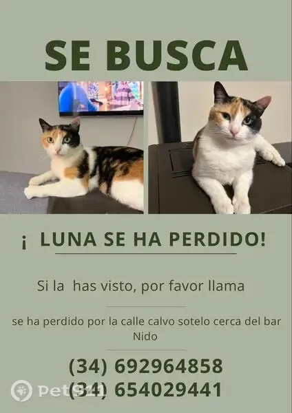 Perdido gato hembra, Calle Calvo Sotelo, 30, Castro-Urdiales - tricolor y responde al nombre de Luna - photo