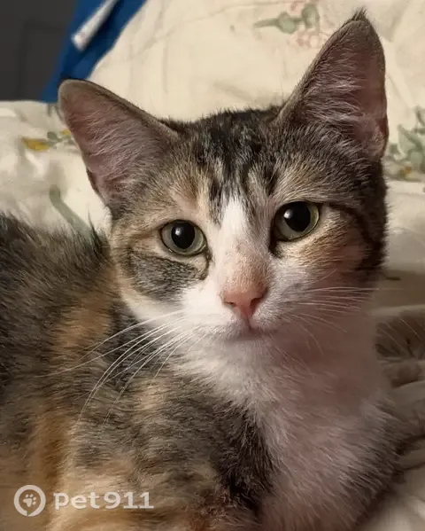 Lost cat, Water Witch Way, 596, San Jose - female torbie, spayed - photo