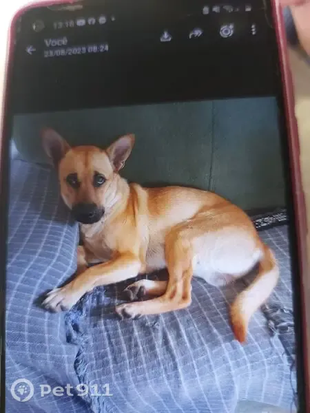 Perdido cachorro macho, Rua Pontes Lemes, 297 — cão caramelo de médio porte, com pequeno corte na orelha esquerda - photo