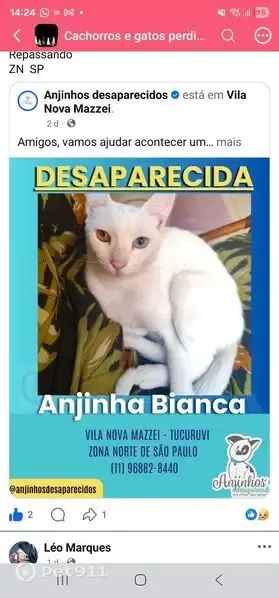 Perdido gato fêmea, Rua dos Guatambus, 40 — branca, magrinha, olhos de cores diferentes - photo