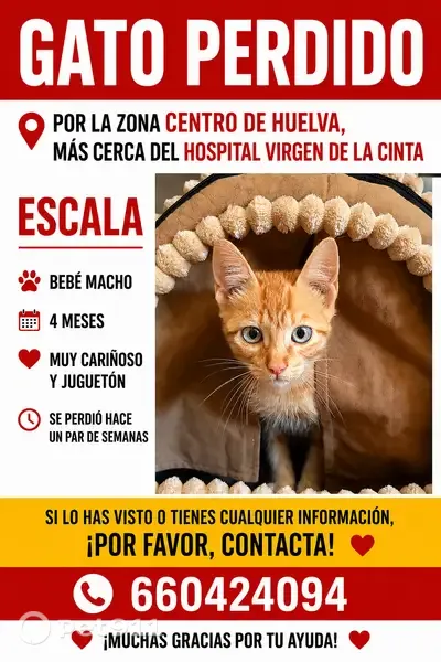 Perdido gato macho, Madrid - muy manso y cariñoso - photo