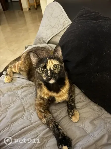 Perdido gato hembra, Calle Madrid, 16, Armilla, Granada — pelaje de varios colores - photo
