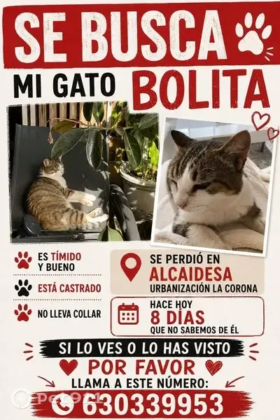 Perdido gato masculino, Camino del Laurel, 14, La Línea de la Concepción, San Roque - tímido y cariñoso - photo