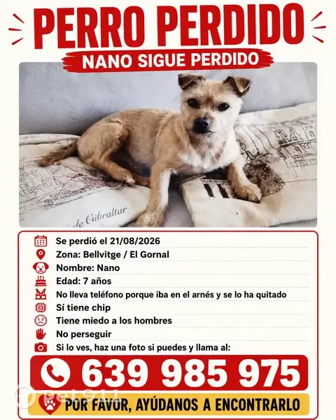 Perro perdido, macho, Carrer Can Trias, 20, L'Hospitalet de Llobregat - pequeño, 7 años, con chip - photo