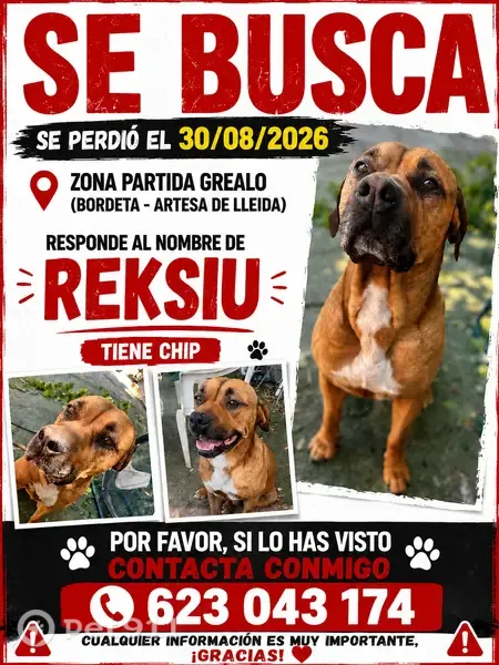 Perdido perro macho, Partida Grealo, Cataluña, Lleida - color marrón, tamaño grande - photo