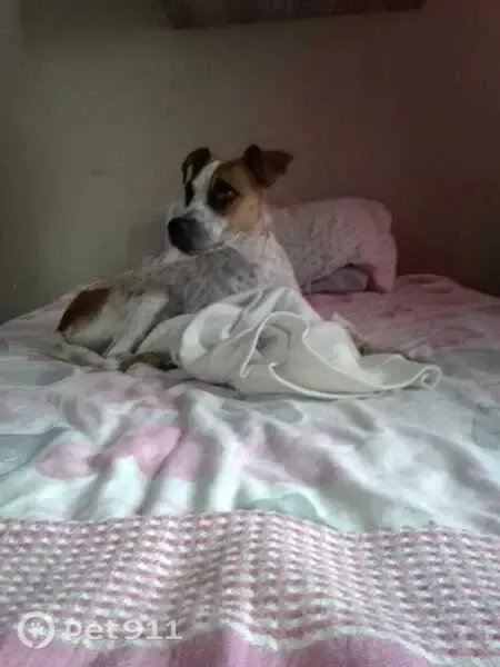 Lost dog, Van Der Heever Street, 1012, Pretoria - female, white coat with lots of small brown spots - photo
