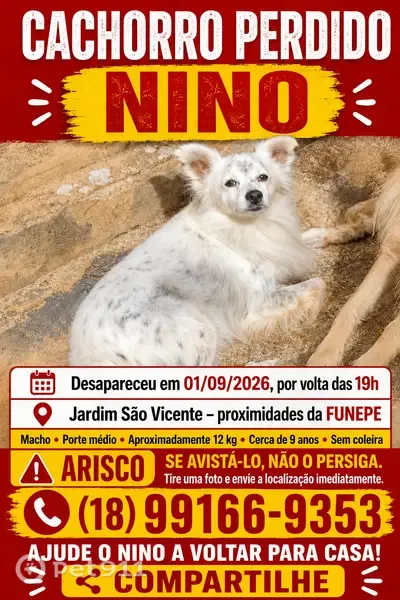 Cachorro perdido Macho (brl003389) - photo