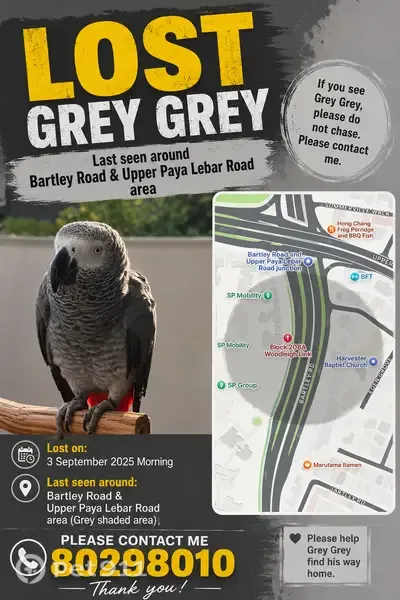 Lost bird Female, Hougang (sgl001643) - photo