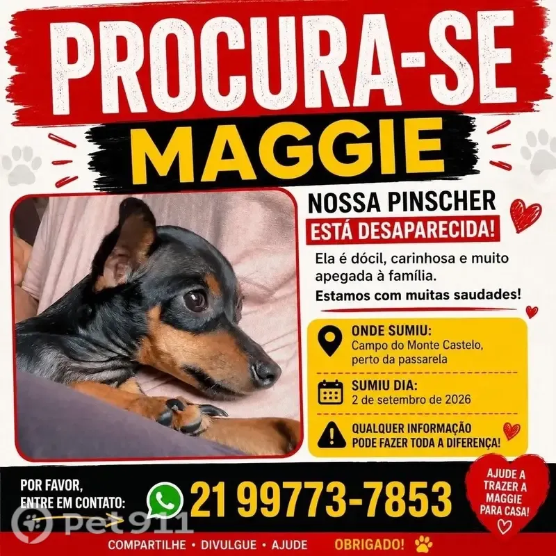 Perdido cachorro fêmea, Inoã, Rio de Janeiro — porte pequeno e muito manso - photo
