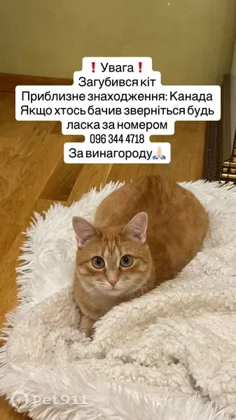 Зникла кішка, самець, вулиця Полковника Польового, 2-Б, Тернопіль — рижа, з великими очима - photo
