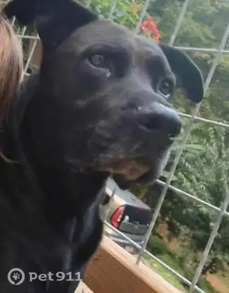 Lost male dog, Helen — black coat with greying around his mouth - photo