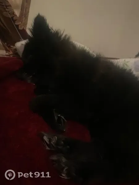 Lost dog, Veronica Court, 796, Merced, Sacramento — male with a white spot on his chest - photo