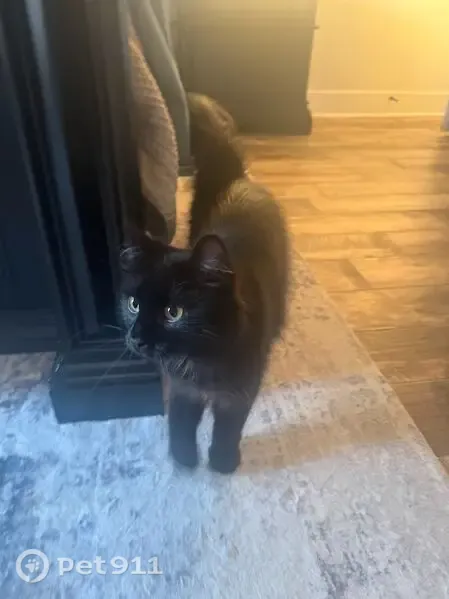 Lost cat, Sentell Road, Arkansas, Cabot — female with long black hair - photo