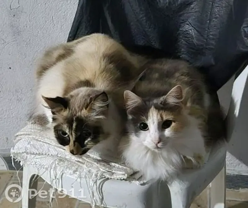 Perdido gato fêmea, Rua Pio XII, São Paulo — caseiro e manso - photo