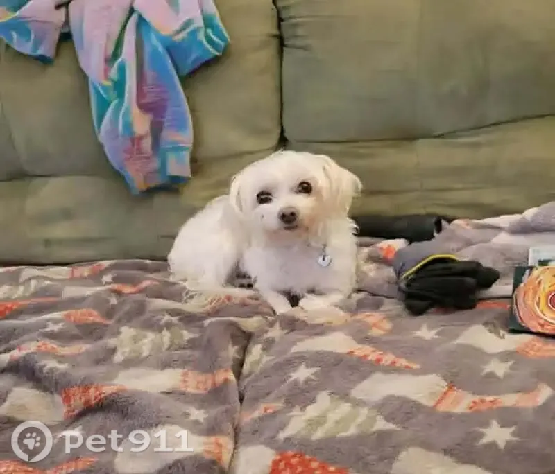 Lost dog, Riverside Dr & Lankershim Blvd, Azusa — tiny white female, 5 lbs - photo