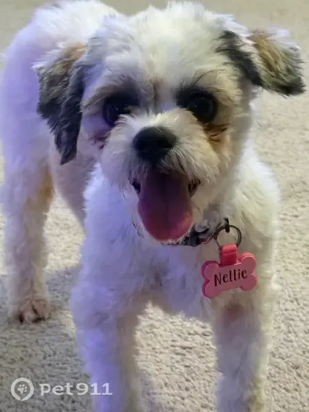 Lost dog, Textile + Tuttle Hill, Ypsilanti — female Shizu mix with darker spots - photo
