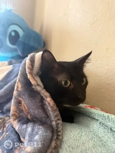 Lost cat, Vravis Place, 3201, Perris — male with green eyes - photo