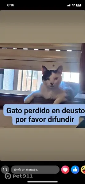 Gato perdido macho, Calle Blas de Otero, 37, Bilbao — blanco con manchas negras - photo