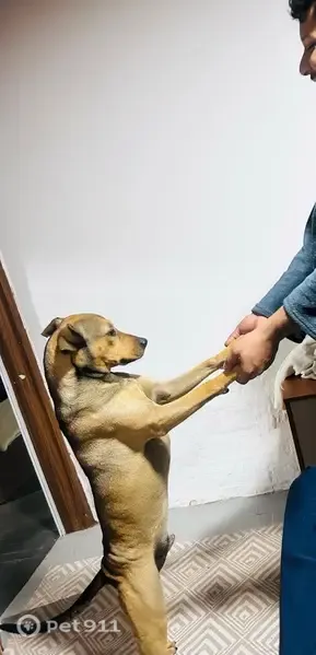 Cachorro perdido, Rua Diógenes Arruda Câmara, Porto Alegre — caramelo, porte médio - photo