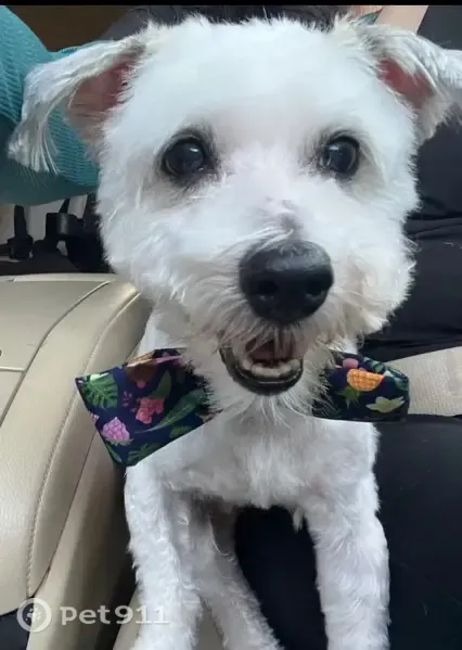 Lost dog, West 74th Street, 3510, Chicago — small white male with a collar - photo