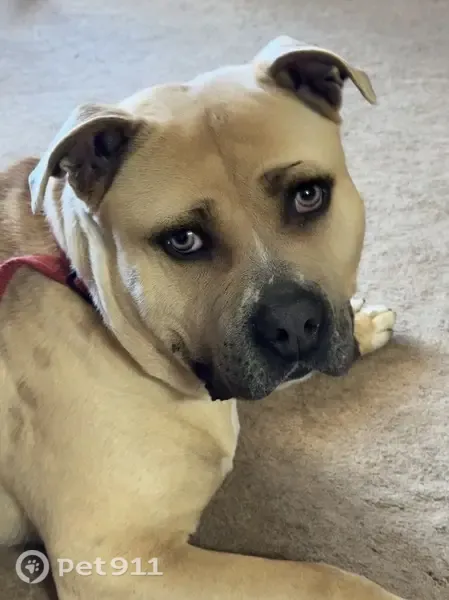 Lost dog, Sam Martin Road, 484, Dahlonega, Atlanta — male with a limp - photo