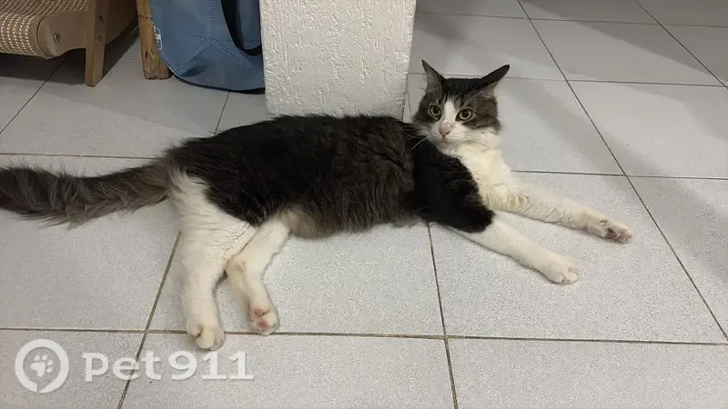 Gato perdido, macho, Boulevard Luis Donaldo Colosio, Alfredo V. Bonfil, Cancun — cola muy peluda y bigotes muy largos - photo
