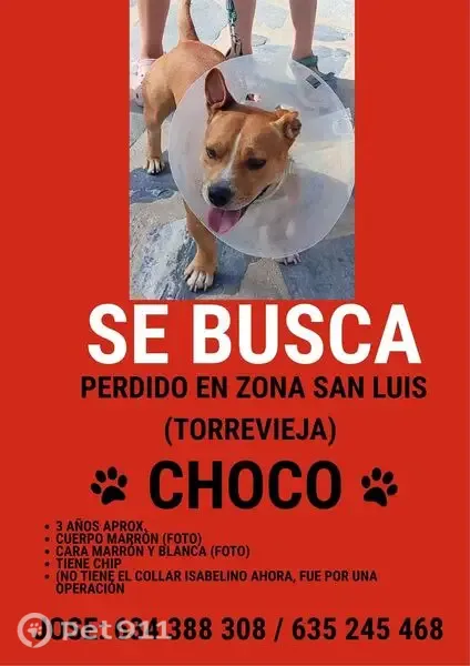 Perro perdido macho, Calle Calaceite, El Chaparral, Pamplona — 20 kg y pelo corto - photo