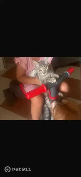 Gato perdido, Calle Puente Genil, 7, Córdoba, Cordoba — 4 meses, gris atigrado - photo