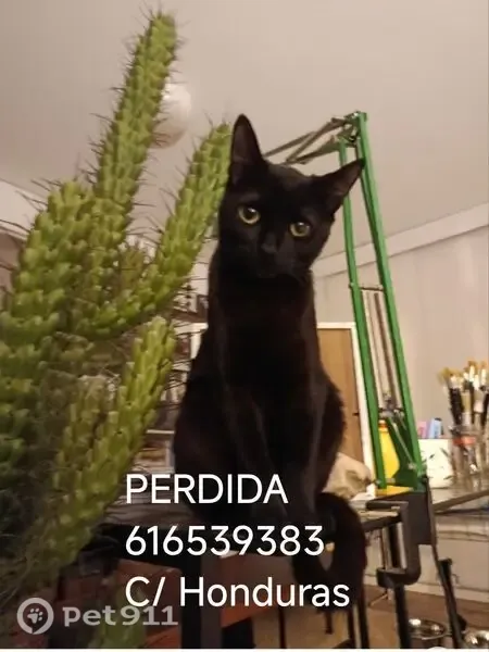 Perdido gato hembra, Calle Honduras, 25, Santander — con mácula en el ojo izquierdo - photo