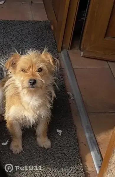 Perro perdido, O Porriño, Galicia, Vigo — hembra, castaña y cariñosa - photo