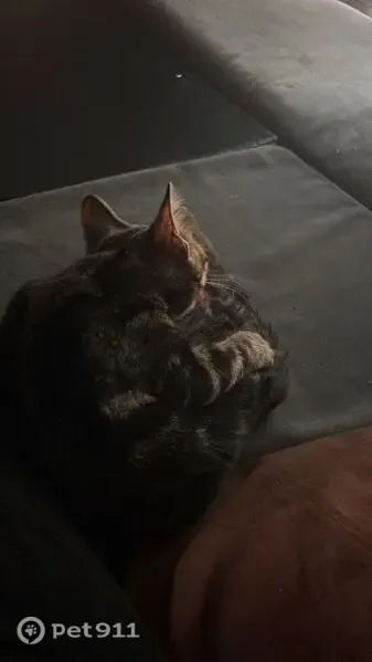 Gato perdido, Leganés, Comunidad de Madrid, Madrid — hembra de 3 meses - photo