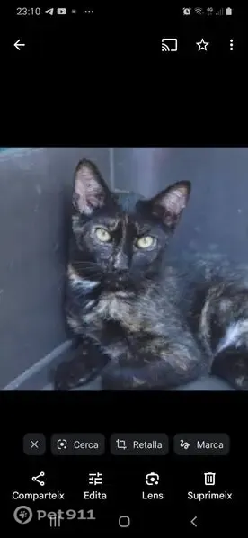 Gato perdido, hembra, Carrer Biella, Sabadell, Barcelona — carey, grande y sin collar - photo