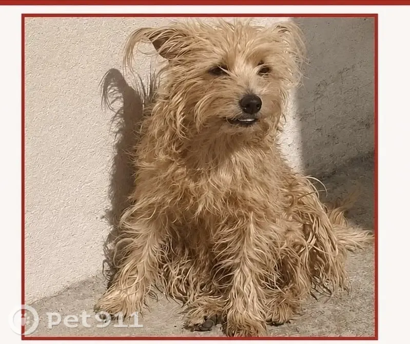 Perro perdido, hembra, Calle Mina de San Bernabé, 114, Celaya — responde a “Chiquis” - photo