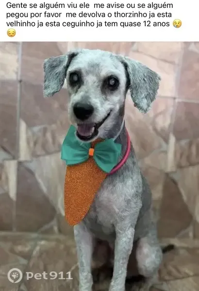 Cachorro perdido, Ermelino Matarazzo, São Paulo — poodle cinza, 12 anos - photo