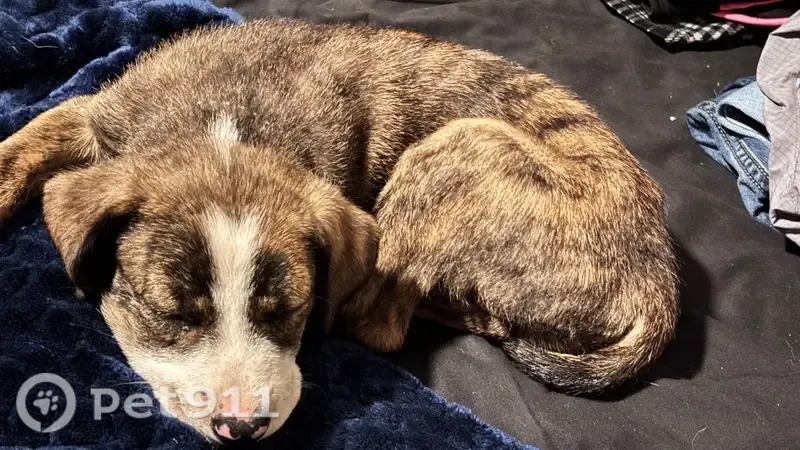 Lost dog, 58th Street, 4320, Lubbock, Arlington — female with white socks and a black collar - photo