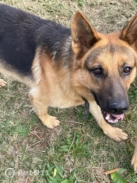 Perro perdido, Golmés, Cataluña, Madrid — dos pastores alemanes de 4 años - photo