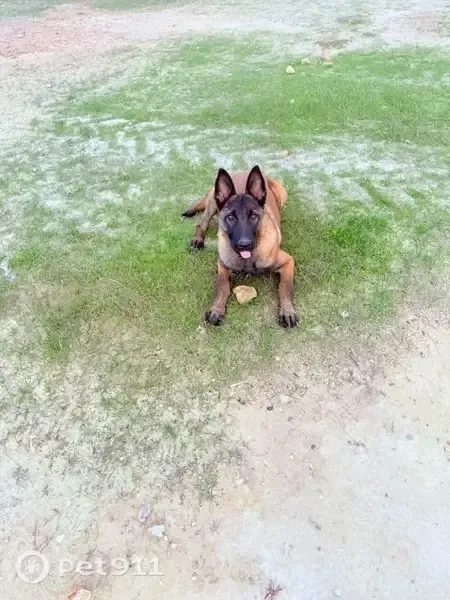 Perro perdido, Lora del Río, Andalucía, Carmona — malinoi hembra de 1 año y adiestrada - photo