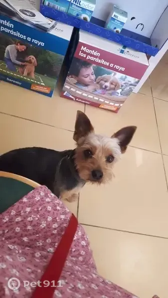 Perro perdido, Calle Camino de Mejina, 26, Espartinas, Mairena del Aljarafe — Yorkshire de 7 años, negro y fuego - photo