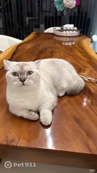 Lost cat, Merryn Road, Singapore, Hougang - female, white coat - photo