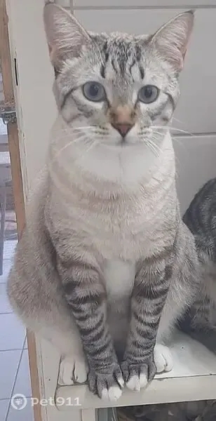 Gato perdido, Rua Edmundo de Amicis, 347 — cinza claro, olhos azuis - photo
