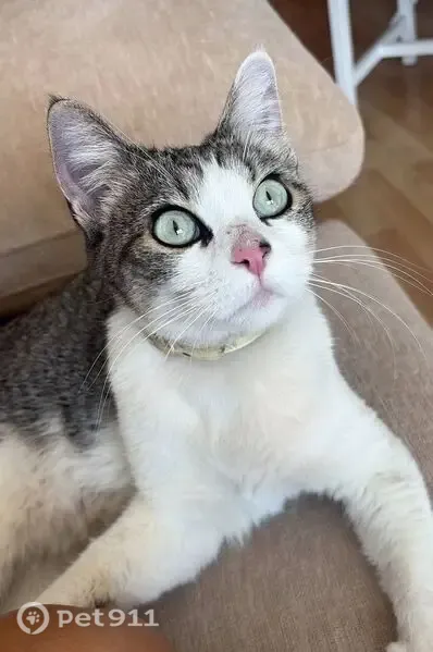 Gato encontrado Hembra, Terrassa (sf497474) - photo
