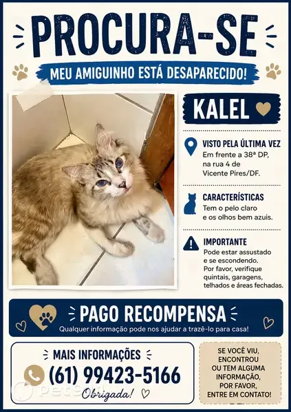 Gato desaparecido Macho (brl003399) - photo