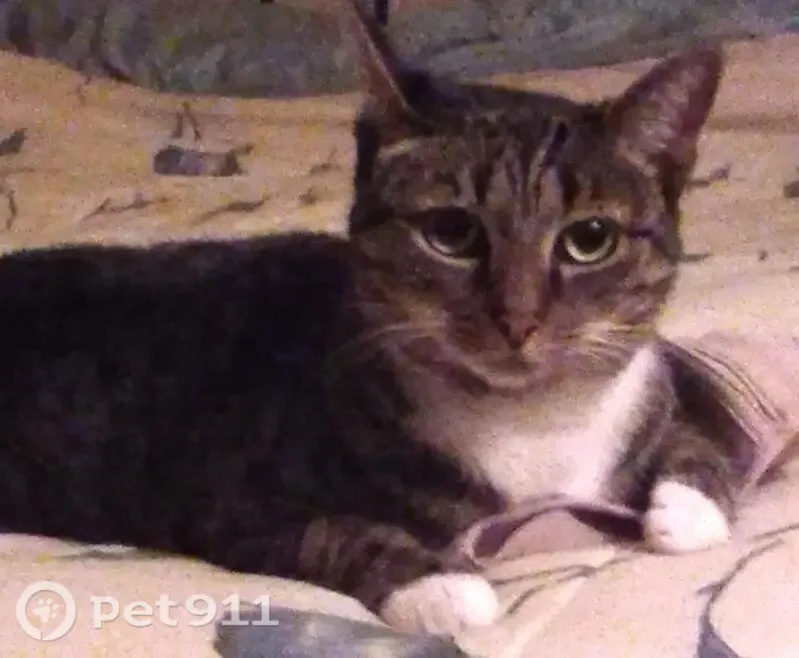 Missing cat Female, Leesburg (usl545719) - photo