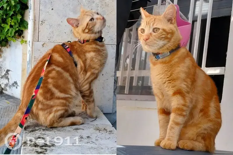 Gato perdido Macho, Manises (sl497481) - photo